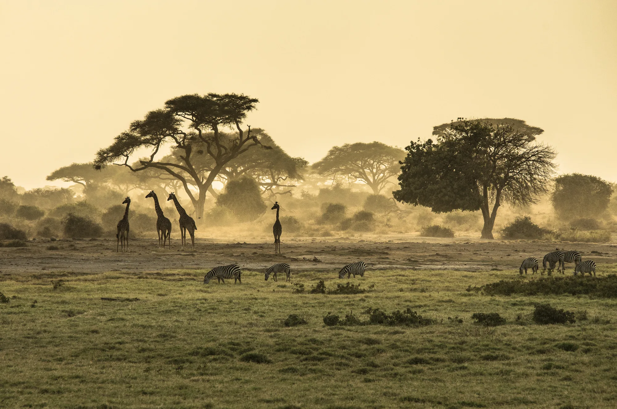 Giraffes and zebras beneath acacia trees in golden morning light